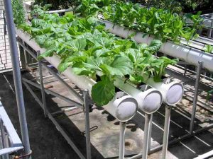 Agricultura urbana mediante hidroponia