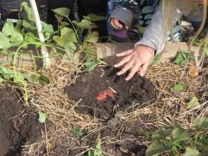 Cultivo de frijol